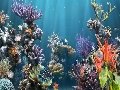 Coral Reef Aquarium Screenshot